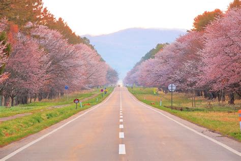 Best Cherry Blossom Spots in Hokkaido - Japan Web Magazine