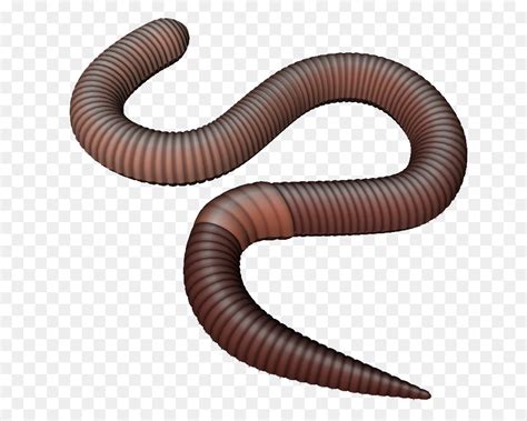 Worm clipart annelida, Worm annelida Transparent FREE for download on ...