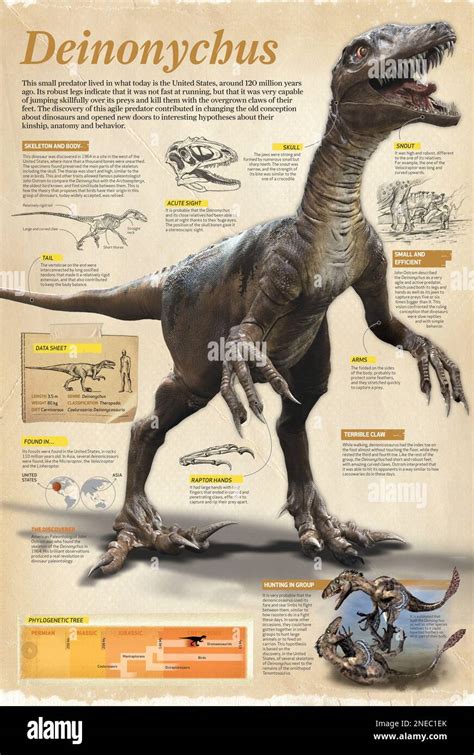 Infographic of the Deinonychus, a theropod dinosaur and small predator ...