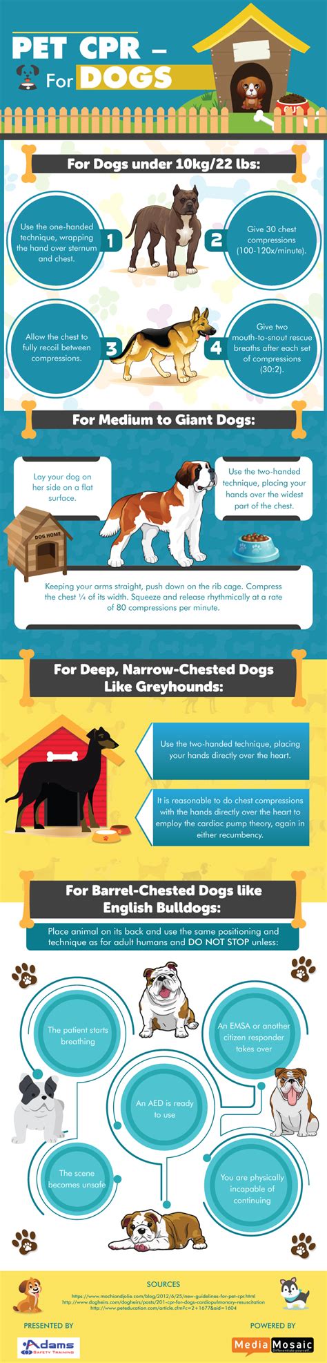 How to Perform CPR for Dogs? – Infographic | Adams Safety Training