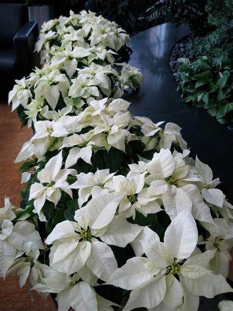 Why Use White Poinsettias in your Office Interiorscapes for The Holidays? - Plantscape Designs, Inc.