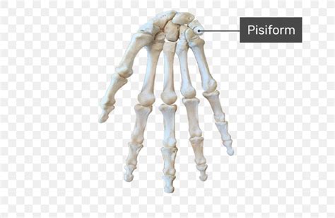 Carpal Bones Triquetral Bone Anatomy Wrist Carpal Tunnel, PNG, 770x533px, Carpal Bones, Anatomy ...