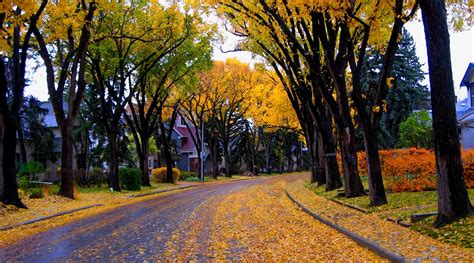 Download Fall Tree House Man Made Street HD Wallpaper