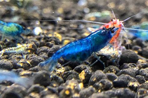 Blue Velvet Shrimp: Care Guide And Tank Conditions