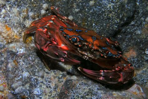 Diving the Kona Coast: Rainbow Swimming Crab