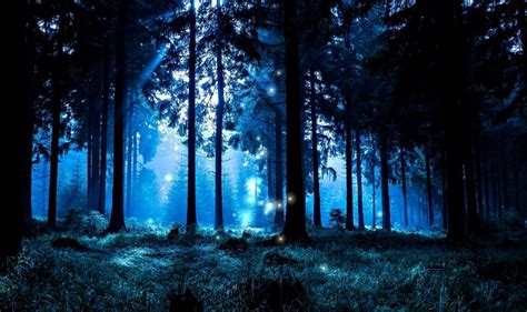 Night In Forest Wallpapers - Wallpaper Cave