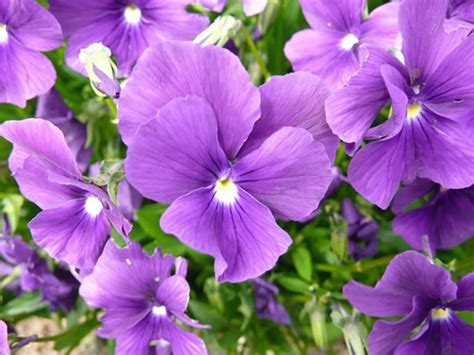 Viola ‘Huntercombe Purple’ – Plants – Oak Leaf Gardening