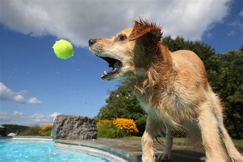 Wet Dog Catching Ball - a photo on Flickriver