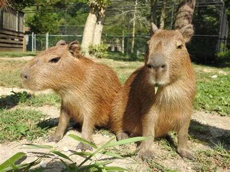 N.J. zoo welcomes 2nd set of capybara babies this year - nj.com