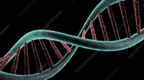 DNA molecule, animation - Stock Video Clip - K005/9998 - Science Photo Library