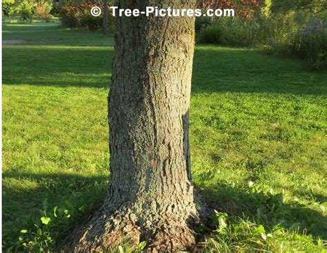 Maples, Silver Maple Bark Photo