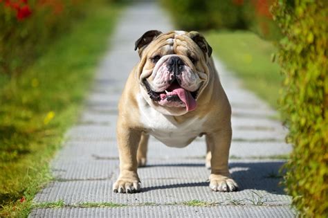 Exploring the Different Types of Bulldogs: From English to More ...