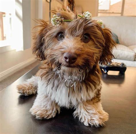 Dachshund Mixes: 12 Most Popular Dachshund Crossbreeds