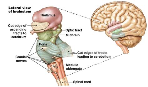 Brain Stem Diagram Labeled