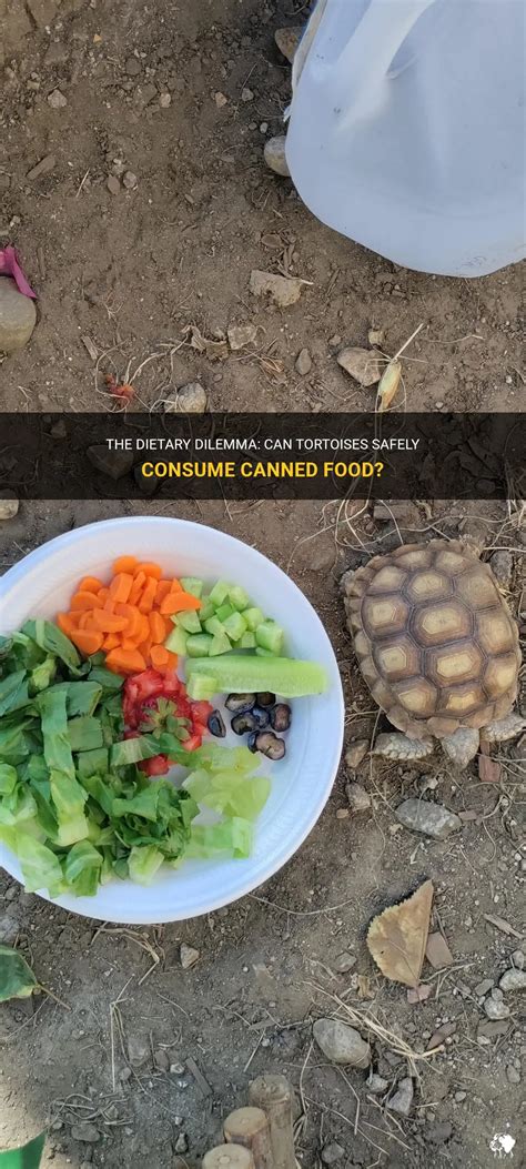 The Dietary Dilemma: Can Tortoises Safely Consume Canned Food? | PetShun