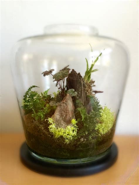 Moss & Fern Terrarium | Planted aquarium, Terrarium, Aquatic plants