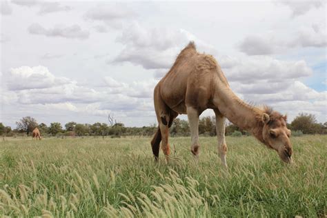 Station owners fear feral camels numbers are on the rise, call for ...