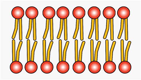 Lipid Png , Free Transparent Clipart - ClipartKey