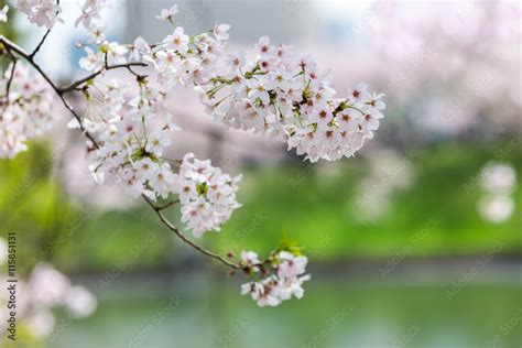 Cherry Blossom with nature background. Stock Photo | Adobe Stock