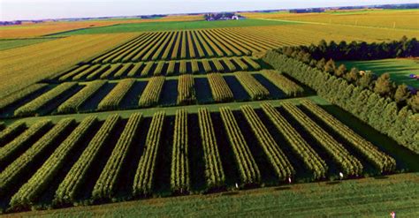 Strip-Cropping Experiments Yielding Economic, Environmental Advantages ...