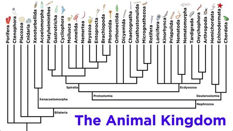 Major Divisions of Kingdom Animalia and the Problem With Animal Phyla - YouTube