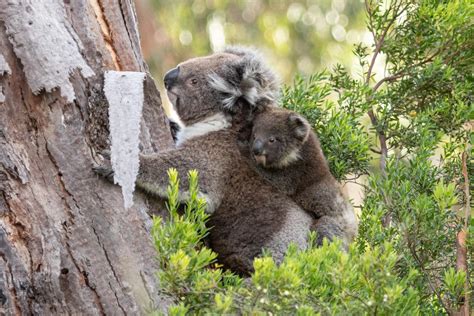 Where to find wildlife in Victoria - Australia | Travel Guide | A ...