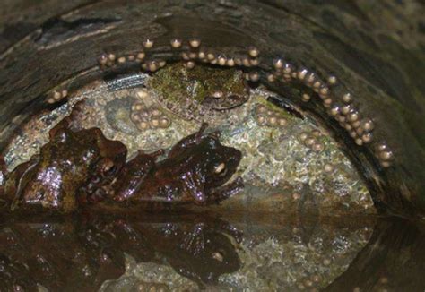 Emerald and gold: Two new precious-eyed endemic tree frog species from ...