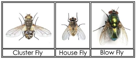Cluster Flies – Information, Images & How to Get Rid of Them