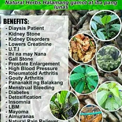 The miracle alingatong herbal tree | Maria Aurora