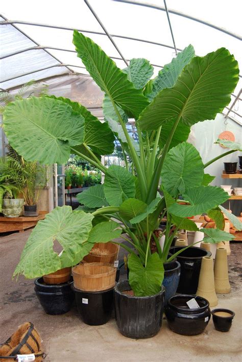 indoor elephant ear plant - Google Search | Big indoor plants, Elephant ear plant, Indoor plants