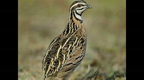 Female Quail Sounds_Morning Time - YouTube