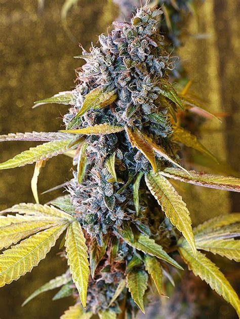 5 Top Marijuana Strains You’ll Love to Grow