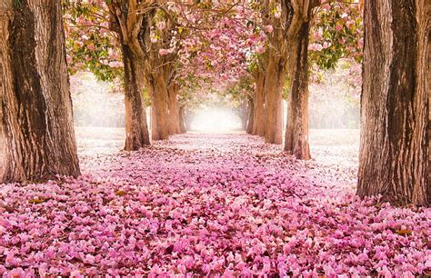 Pink Forest – Romantic tunnel of blossoming pink flower trees. Spring flowers , Beautiful tree ...