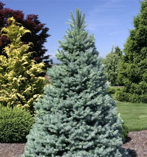 Picea pungens ' Sester Dwarf ' Dwarf Blue Spruce - Kigi Nursery