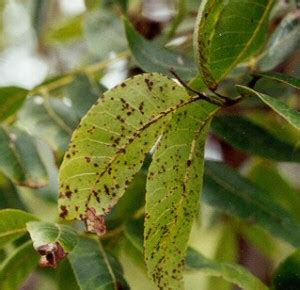 Scab on Pecan | Oklahoma State University