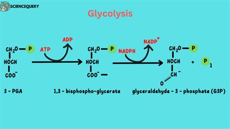 What is G3P or Glyceraldehyde-3-phosphate? - Science Query