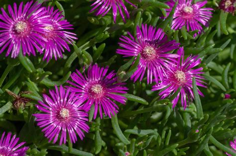 Pink Flowering Ice Plant - Home Alqu