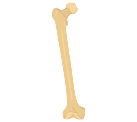 Femur Bone - Anterior Markings