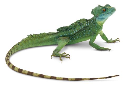 Lizard PNG transparent image download, size: 640x454px