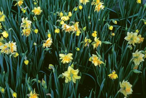 Daffodil | Description, Narcissus, Plant, Flower, Bulb, & Facts | Britannica