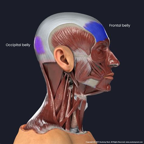 Frontal belly of occipitofrontalis | Encyclopedia | Anatomy.app | Learn ...