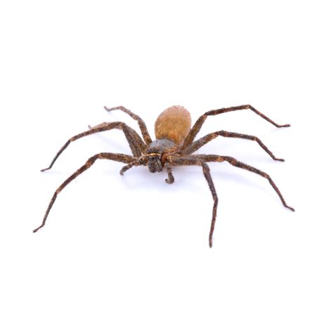 Brown Recluse Spider Identification & Behavior | Pest Defense Solutions