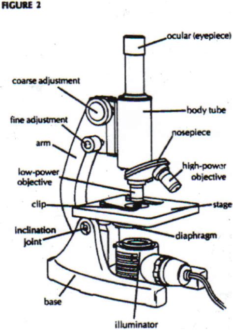 Compound Microscope Diagram - ClipArt Best