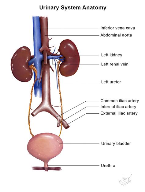 Bladder / Urethra Anatomy - Renal - Medbullets Step 1