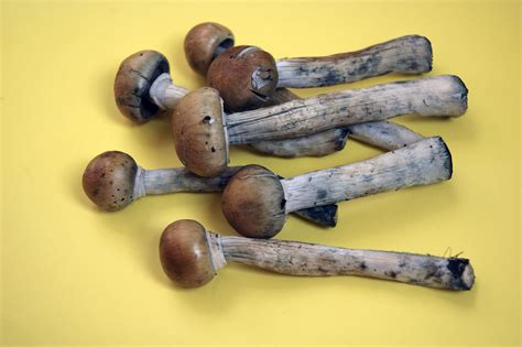 Scientists think shrooms might be a cure for drug addiction and ...