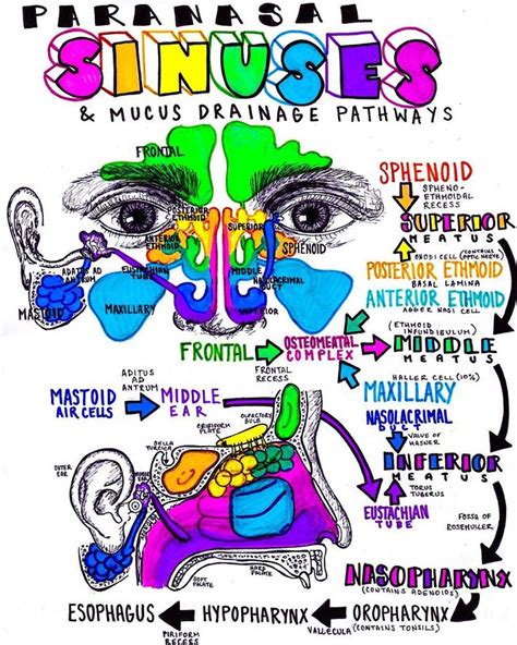 A map of the sinuses from my ENT rotation, and is incredibly useful to know if anyone come ...