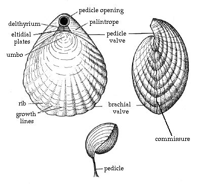 Brachiopod | Fossils, Scientific illustration, Sketch book