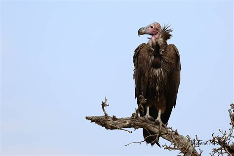 Buzzards: Ugly Birds That Provide A Public Service, Expert Says - Texas A&M Today