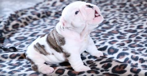 These 10 Adorable Little Puppies Howling Will Make Your Day!