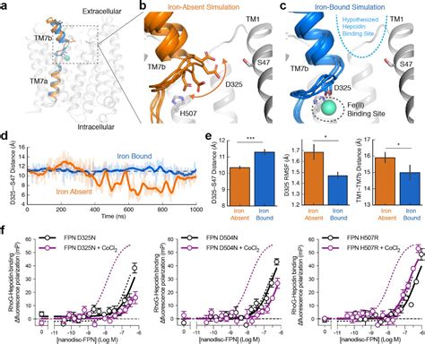 Structure of human ferroportin reveals molecular basis of iron homeostasis | bioRxiv